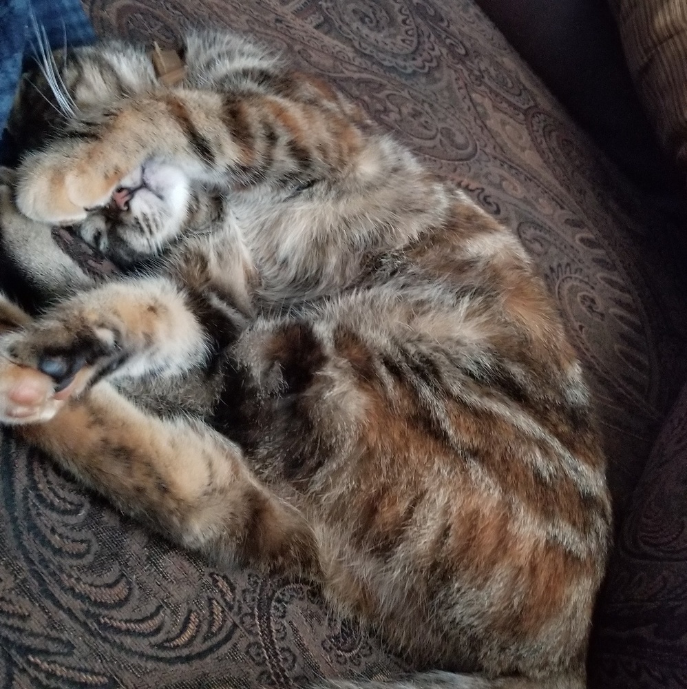 Meet your Posher, Marsha